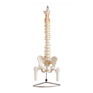 Life-size Vertebral Column with Pelvis and half leg bones model